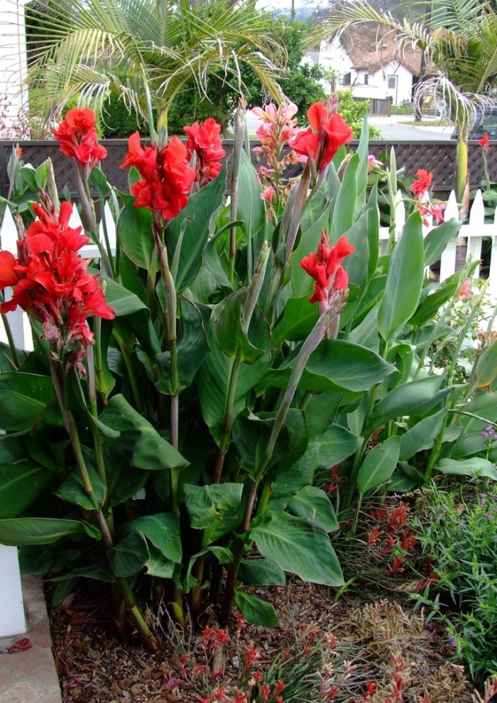 Канна ред президент