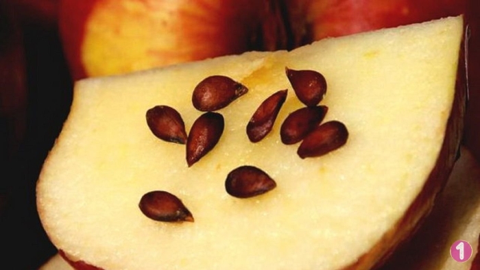 Семена яблок