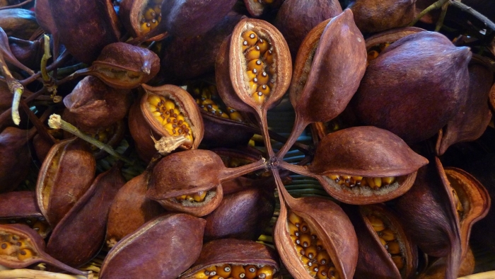 Brachychiton populneus