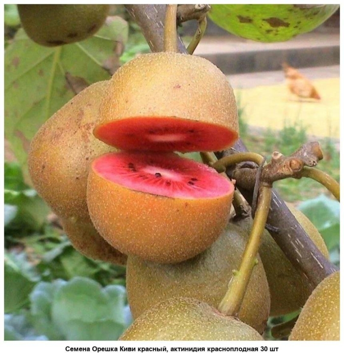 Киви актинидия