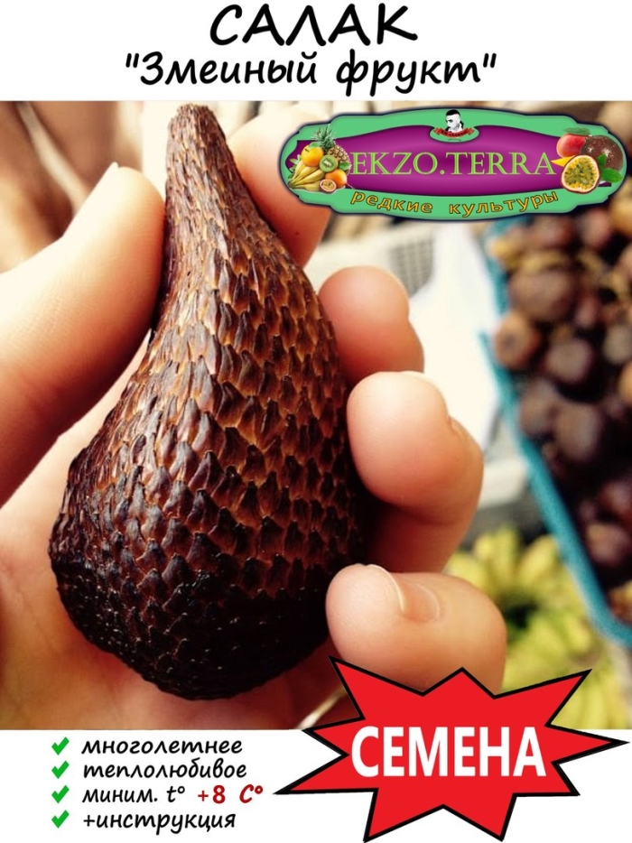 Салак «змеиный плод»