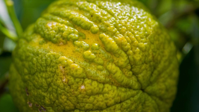 Померанец бергамот