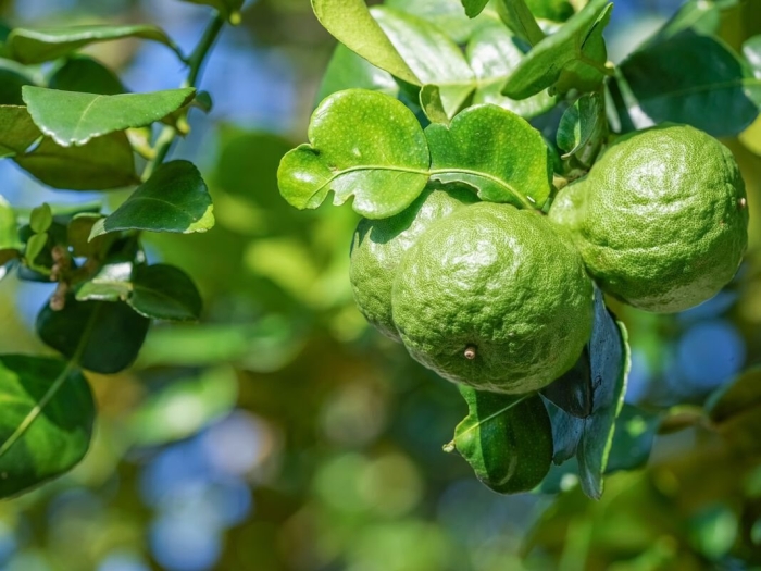 Растение бергамот