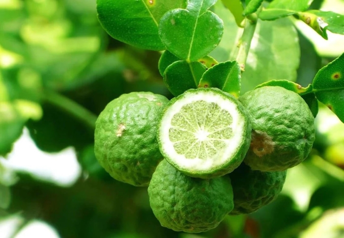 Чайный куст бергамот