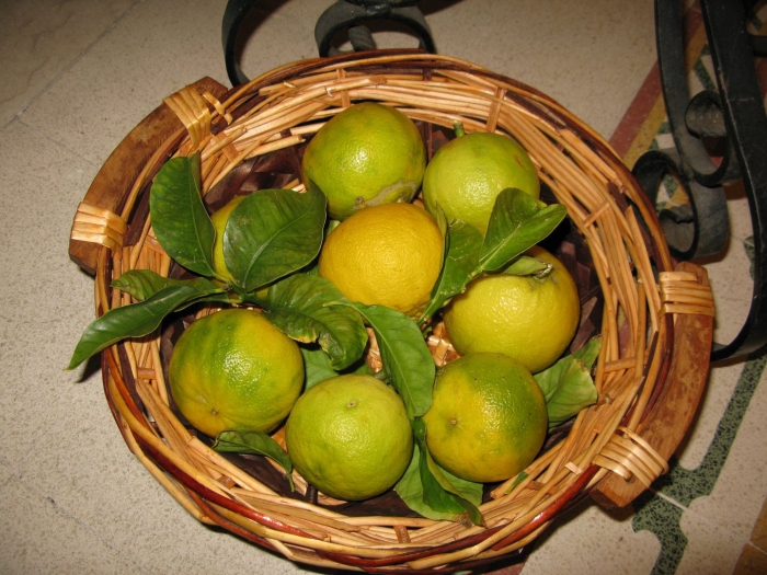 Цитрус бергамот