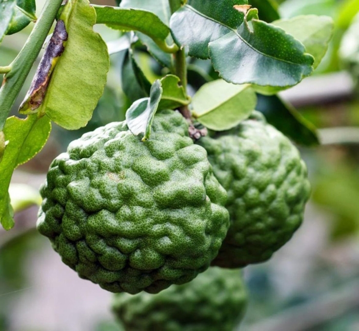 Померанец бергамот