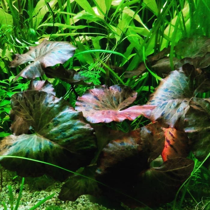 Нимфея тигровая зеленая аквариумное растение