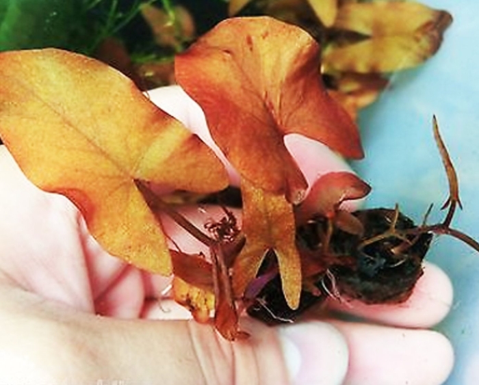 Нимфея стеллата