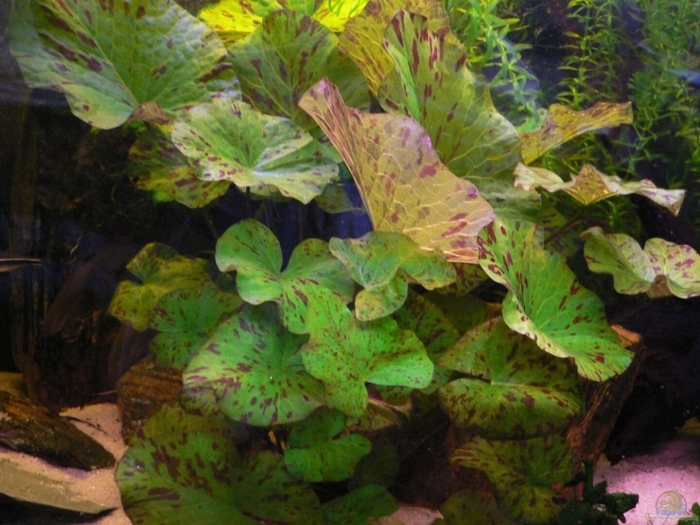 Нимфея тигровая зеленая аквариумное растение