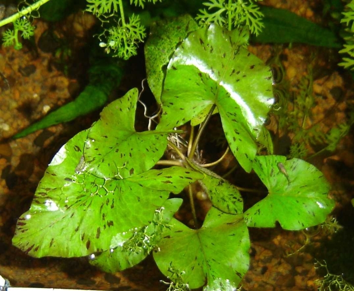 Нимфея тигровая аквариумное растение