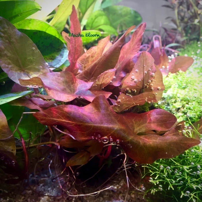 Альтернантера рейнека аквариумное растение