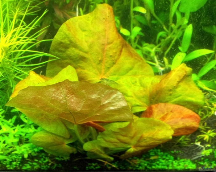 Нимфея рудге аквариумное растение