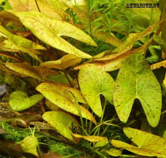 Нимфея сантарем