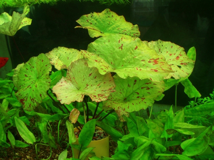 Нимфея тигровая зеленая аквариумное растение