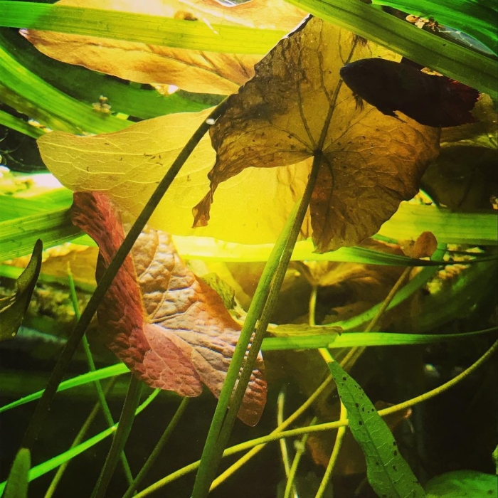 Нимфея красная аквариумное