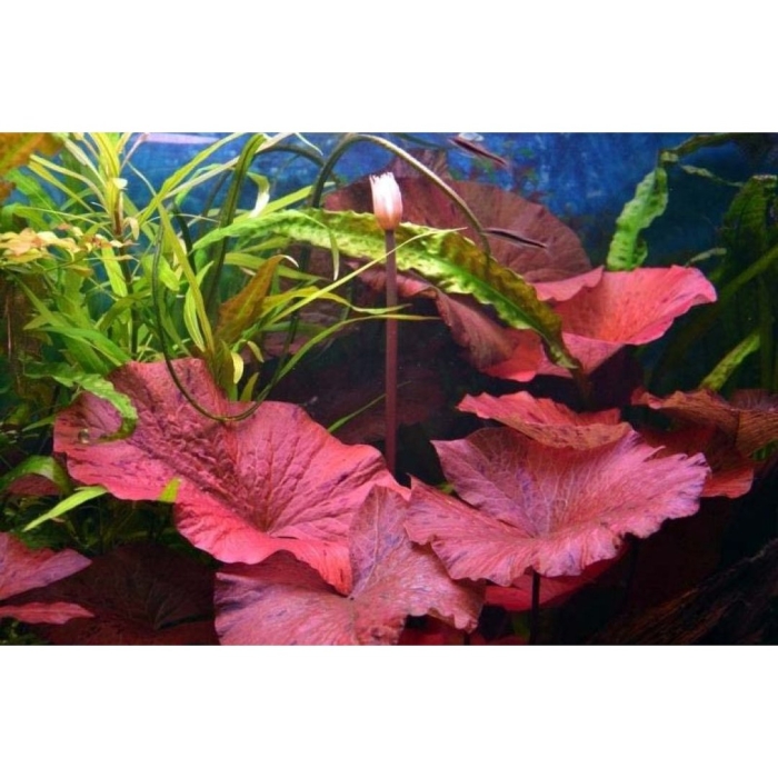 Нимфея тигровая в аквариуме содержание