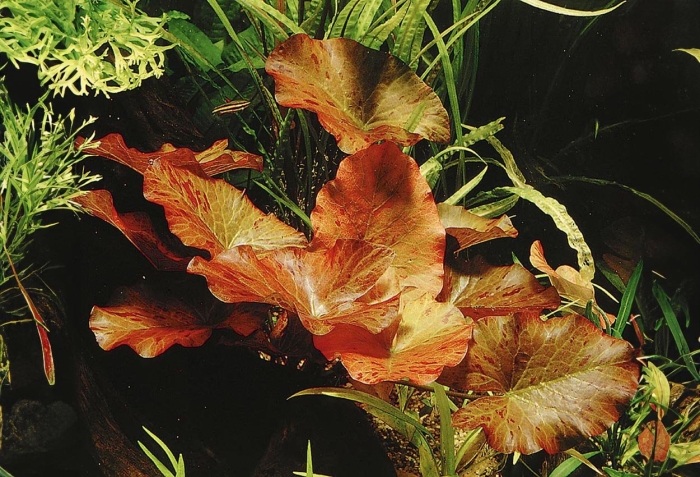 Нимфея тигровая аквариумное растение