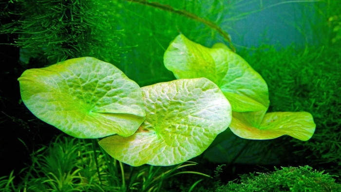 Эхинодорус нимфея тигровая