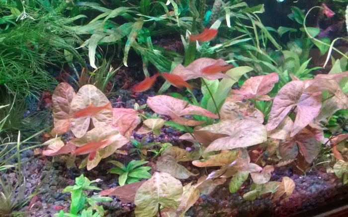 Нимфея тигровая карликовая