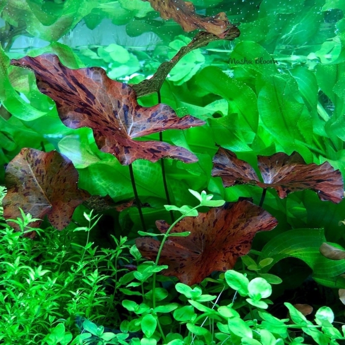 Эхинодорус нимфея тигровая