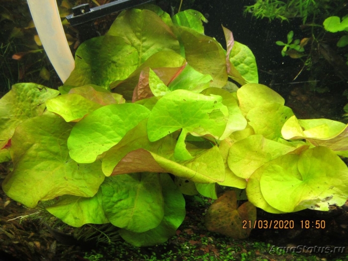 Нимфоидес флиппер