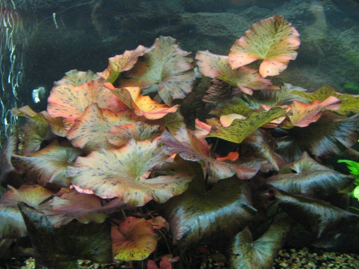 Нимфея стеллата