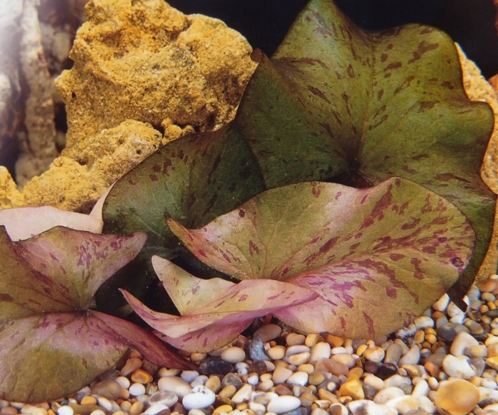 Нимфея микранта (nymphaea micrantha.)