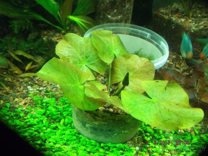 Нимфея нимфоидес