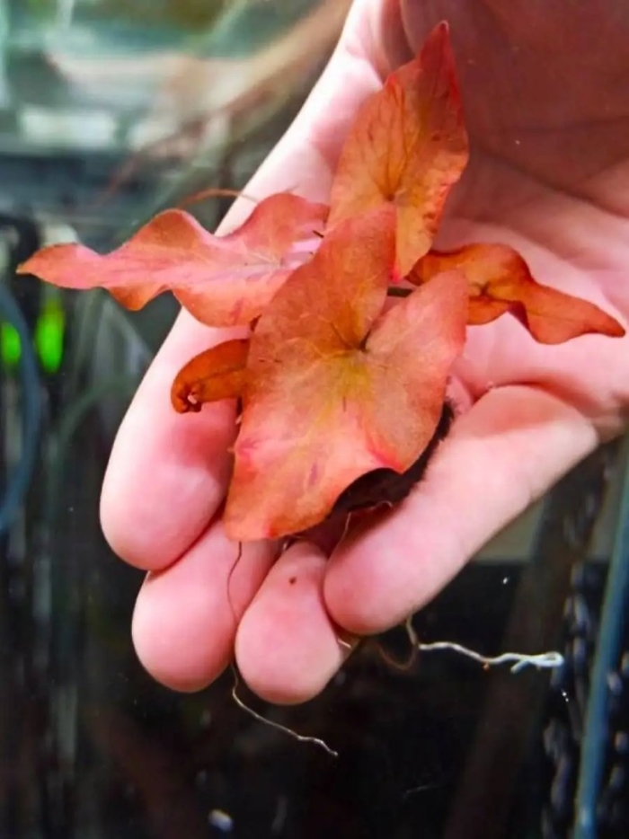 Нимфея рубра