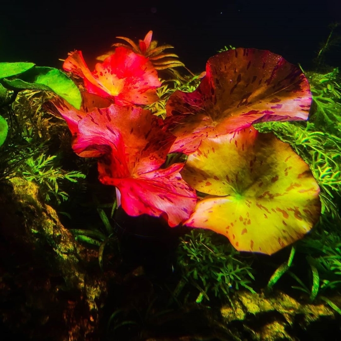 Нимфея стеллата аквариумное