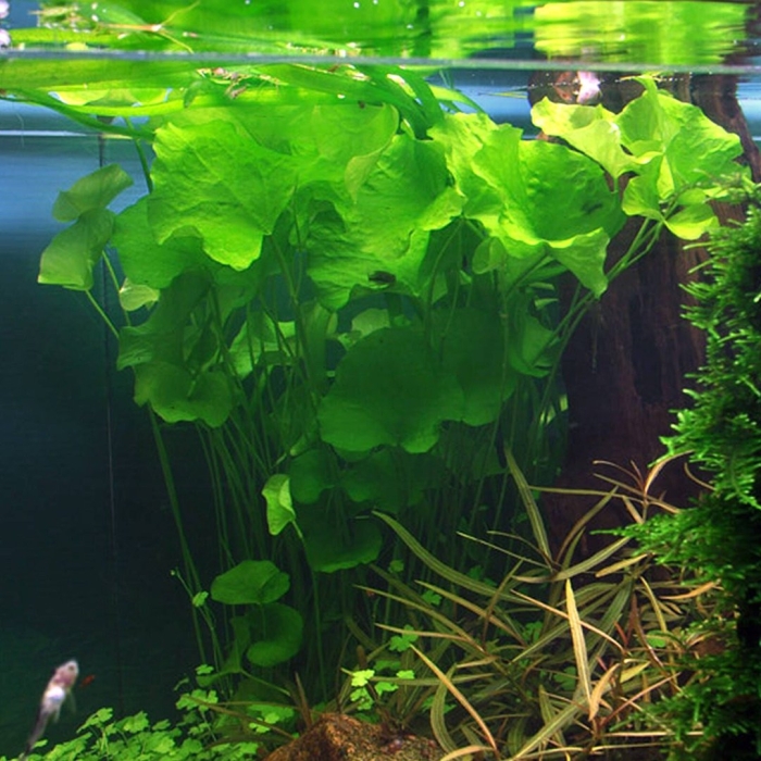 Нимфоидес флиппер аквариумное