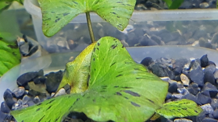 Нимфея зеленая тигрова