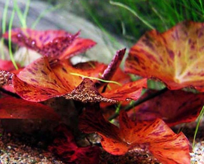 Нимфея тигровая красная (nymphaea lotus red)