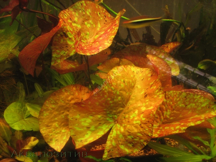 Нимфея микранта (nymphaea micrantha.)