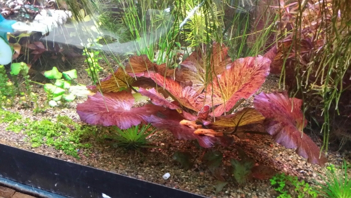 Нимфея рубра аквариумное растение