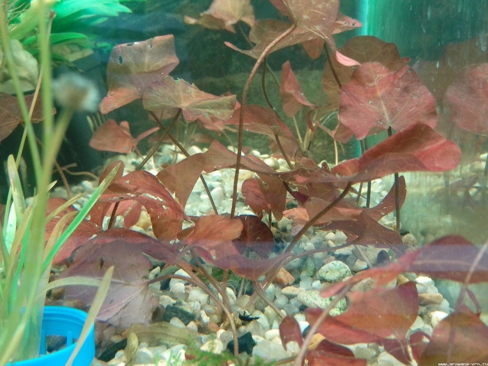 Нимфея стеллата аквариумное