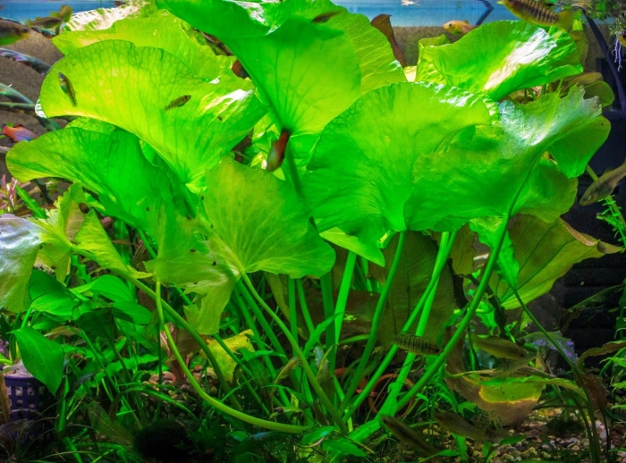 Нимфея зеленая