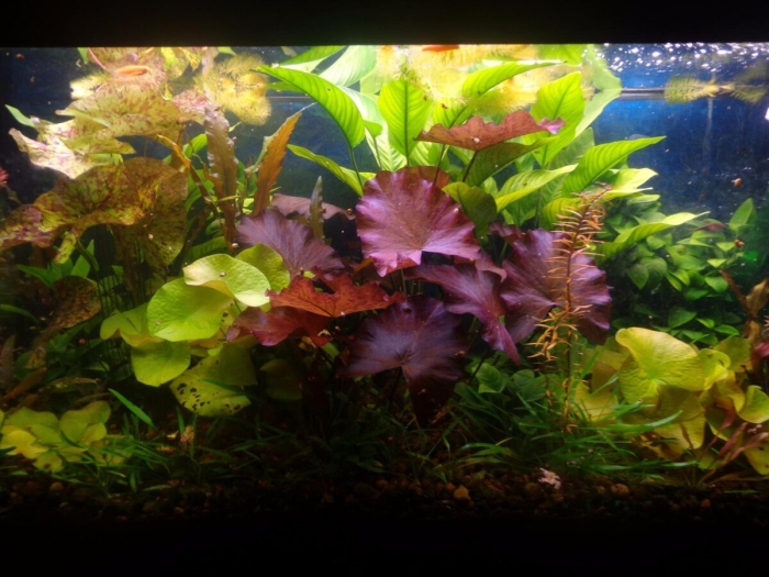 Нимфея аквариумная