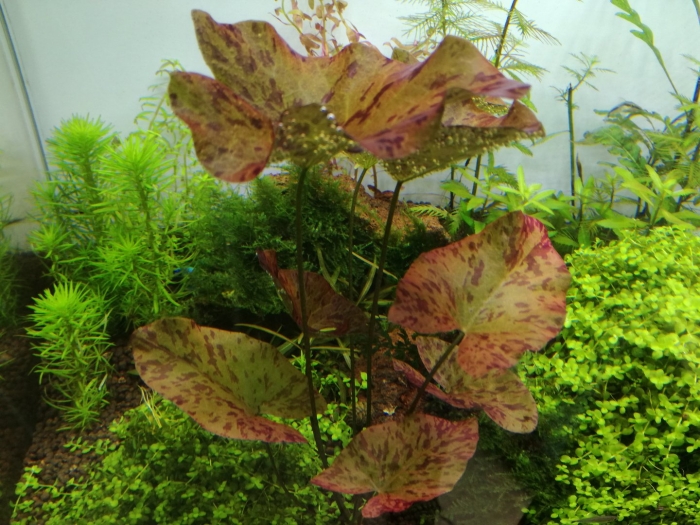 Нимфея тигровая живородящая