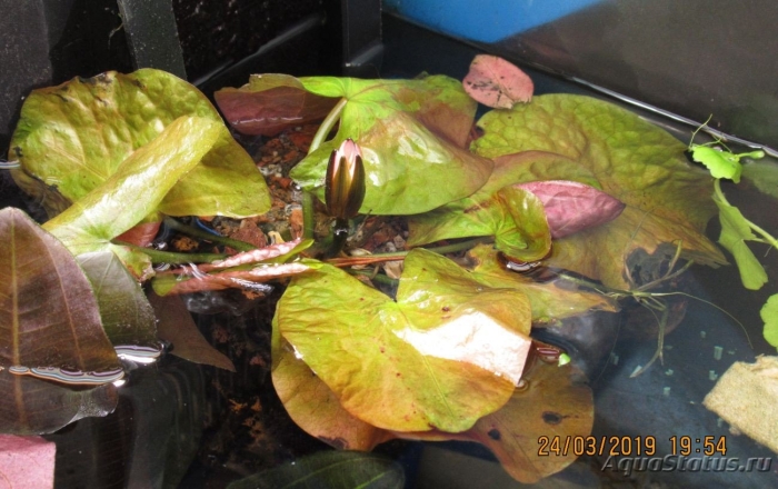 Нимфея карликовая сантарем