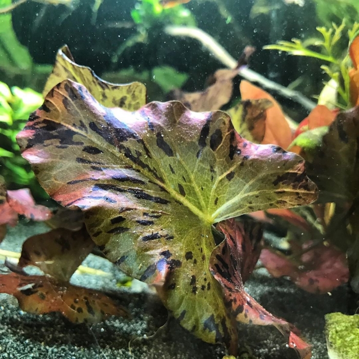 Нимфея тигровая для аквариума