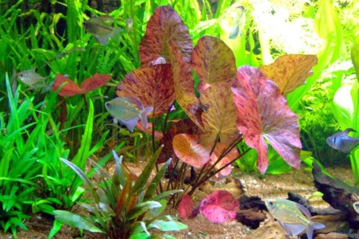 Нимфея стеллата аквариумное