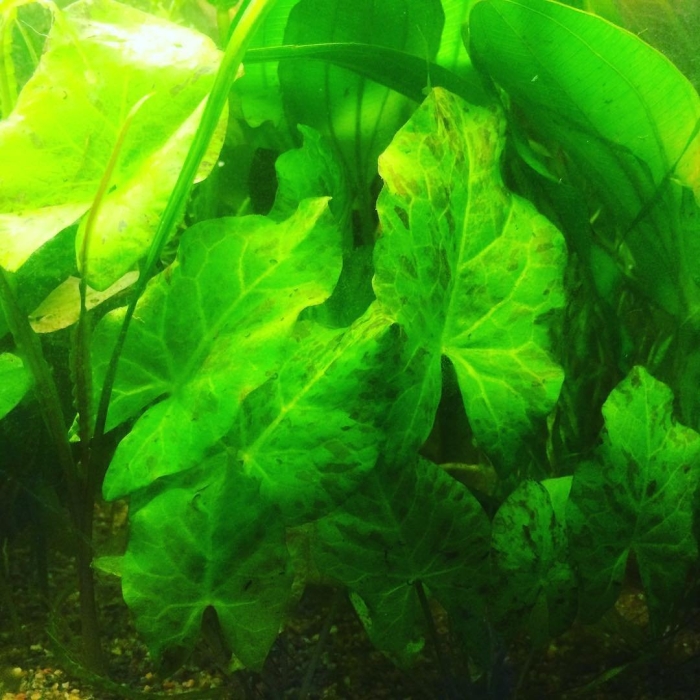 Нимфея раджа аквариумное растение