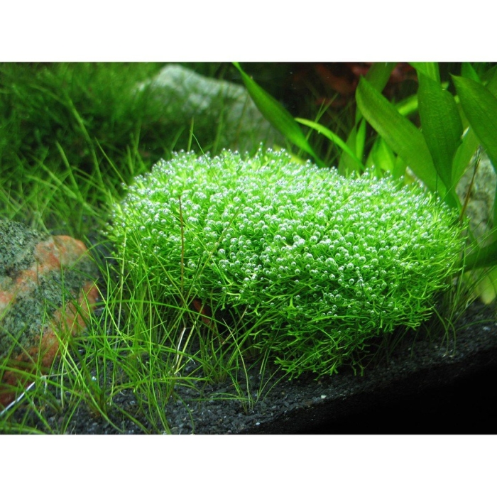 Риччия амано