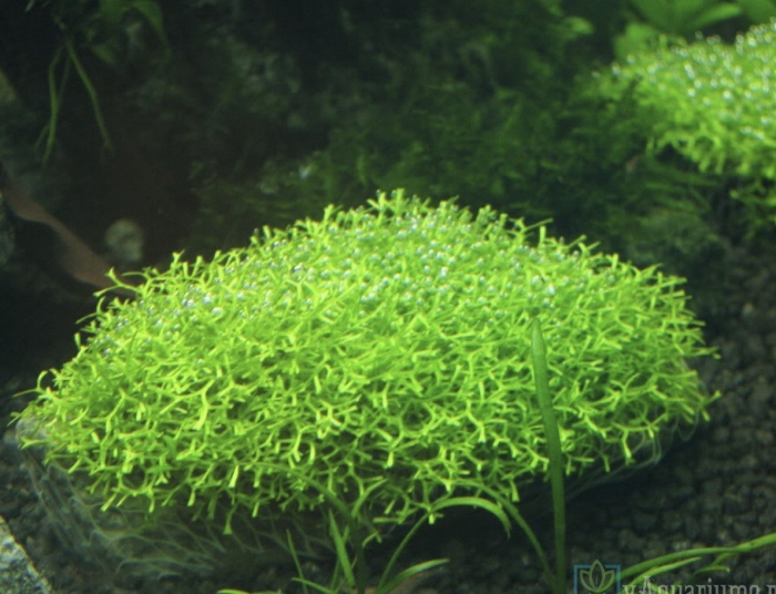 Аквариумное растение