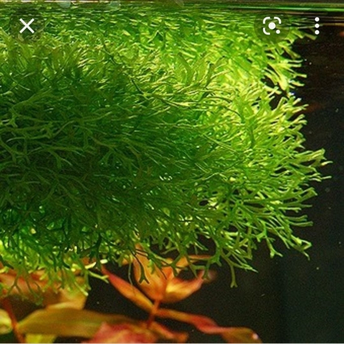 Риччия аквариумное растение