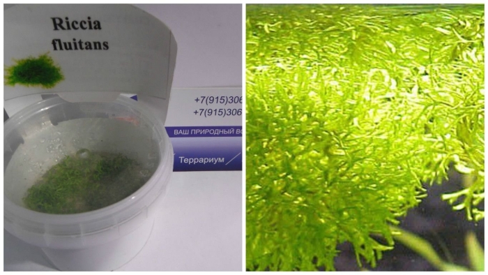 Риччия в аквариуме