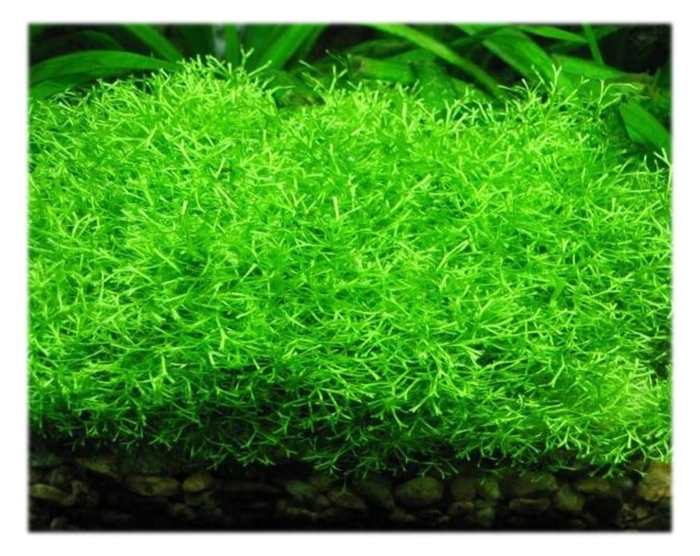 Утрикулярия граминифолия аквариумное растение