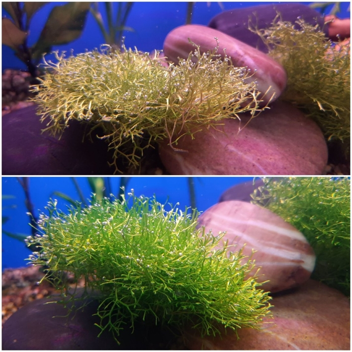 Ричия растение аквариумное