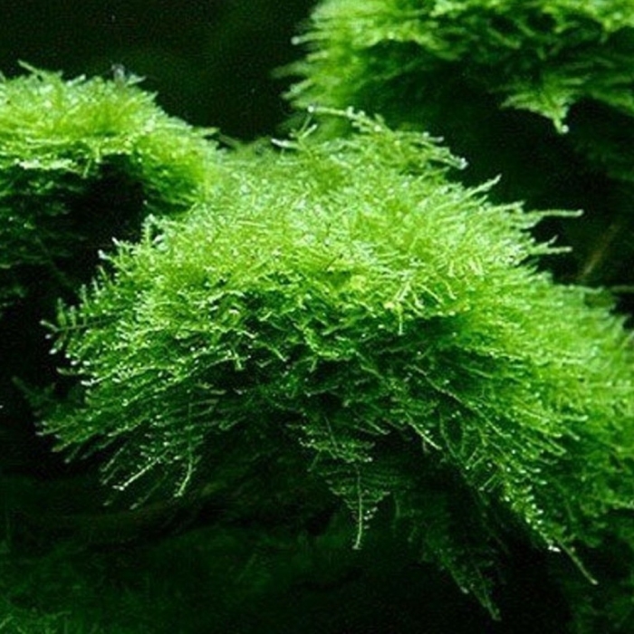 Мох кристмас для аквариума